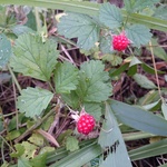 IMG_20150705_084259.jpg